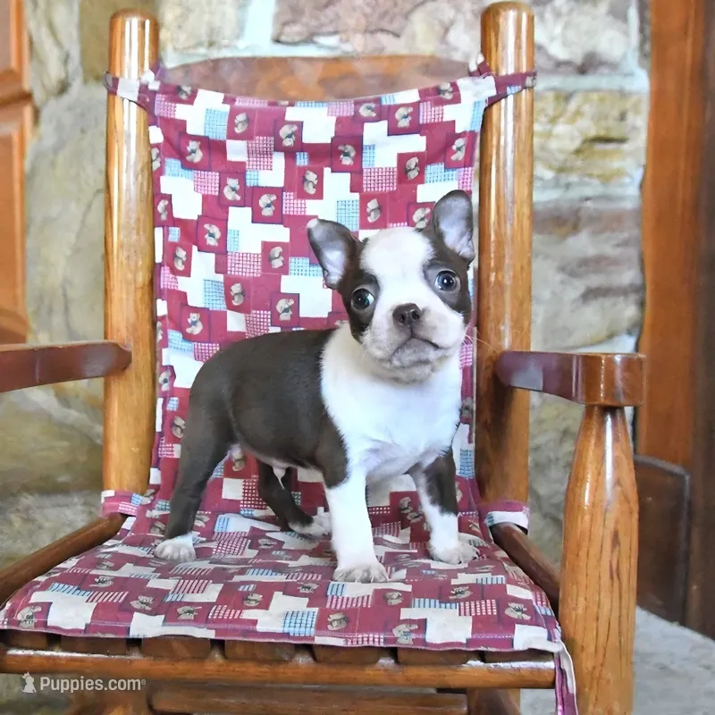Gus – Boston Terrier puppy for sale in Lakeland, FL