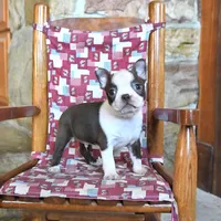 Gus, a male Boston Terrier for sale in Lakeland, FL – 1 of 1