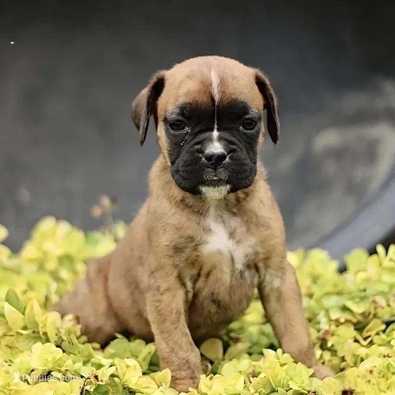 Phyllis the Boxer – Boxer puppy for sale in Lakeland, FL