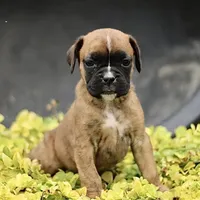 Phyllis the Boxer, a female Boxer for sale in Lakeland, FL – 1 of 3