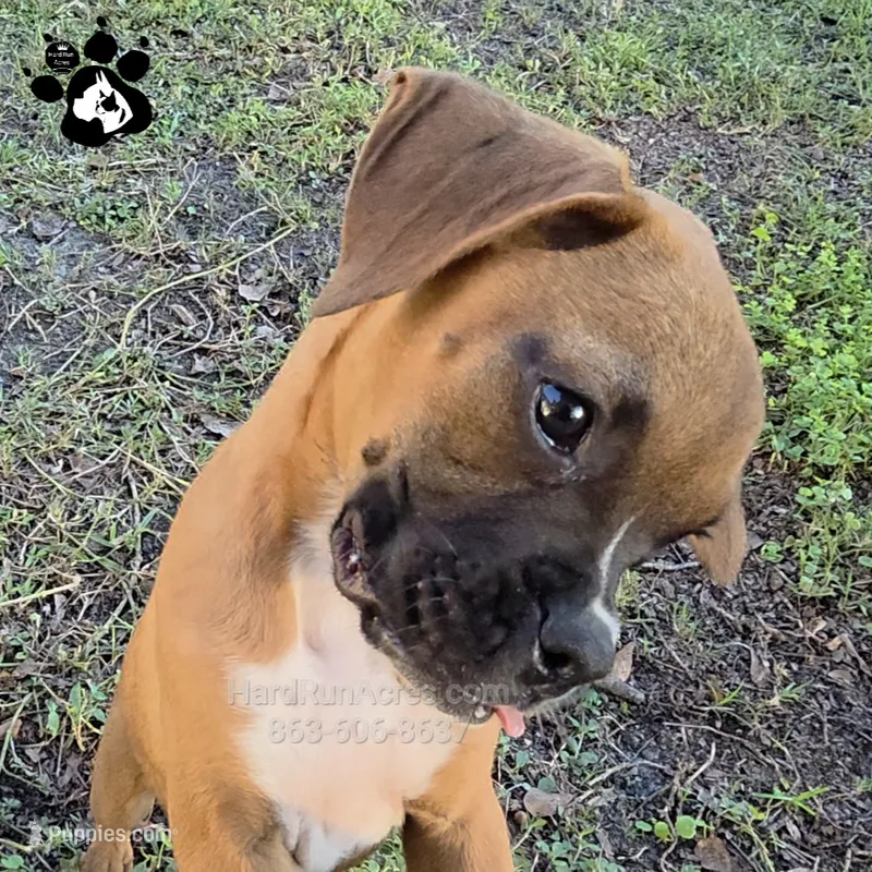 Laura AKC – Boxer puppy for sale in Lakeland, FL