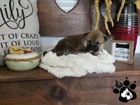Becca, a female Shiba Inu for sale in Lakeland, FL – 3 of 4