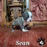 Sean, a male Boston Terrier for sale in Lakeland, FL – 3 of 3