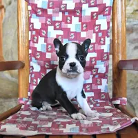 Cannoli , a female Boston Terrier for sale in Lakeland, FL – 2 of 2