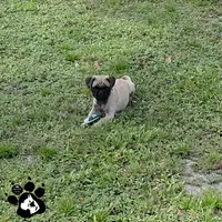Andy, a male Pug for sale in Lakeland, FL – 4 of 6
