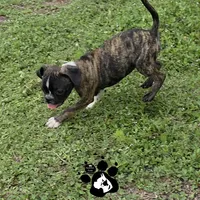 Shane , a male Boston Terrier and Pug for sale in Lakeland, FL – 3 of 4