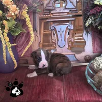 Ronald AKC , a male Boxer for sale in Lakeland, FL – 2 of 4