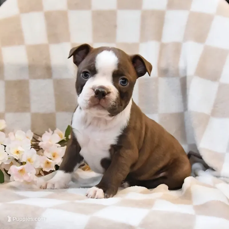 Bella – Boston Terrier puppy for sale in Lakeland, FL