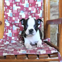QUINCY , a female Boston Terrier for sale in Lakeland, FL – 2 of 3