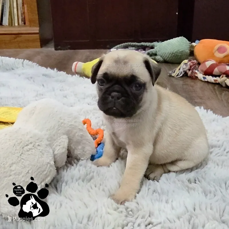 Andy – Pug puppy for sale in Lakeland, FL