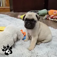 Andy, a male Pug for sale in Lakeland, FL – 1 of 1