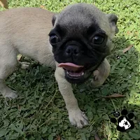 Annabell, a female Pug for sale in Lakeland, FL – 5 of 5