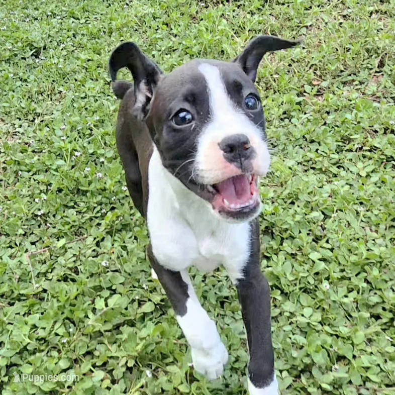 AKC Addy Sealed Brindle Boxer – Boxer puppy for sale in Lakeland, FL