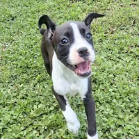 AKC Addy Sealed Brindle Boxer, a female Boxer for sale in Lakeland, FL – 1 of 2