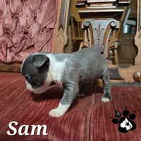 Sam, a male Boston Terrier for sale in Lakeland, FL – 3 of 3