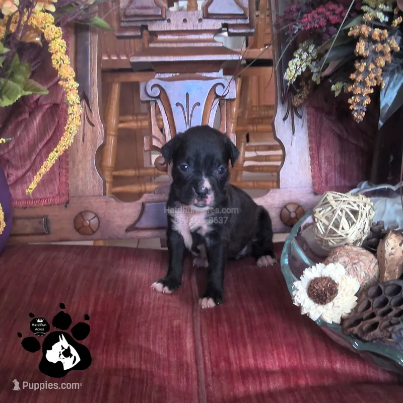 Raven AKC – Boxer puppy for sale in Lakeland, FL