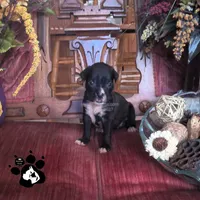 Raven AKC, a female Boxer for sale in Lakeland, FL – 1 of 4
