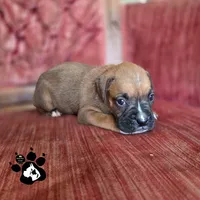 Laura AKC, a female Boxer for sale in Lakeland, FL – 2 of 3