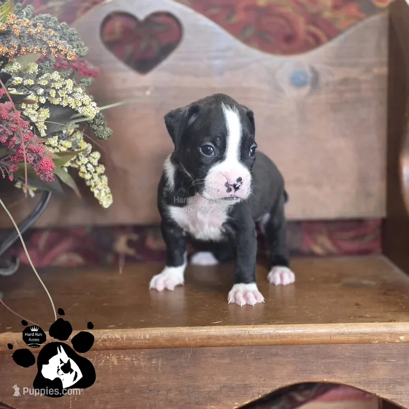 Pandora AKC Reverse Brindle – Boxer puppy for sale in Lakeland, FL