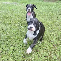 AKC Alissa Sealed Brindle Boxer, a female Boxer for sale in Lakeland, FL – 3 of 3
