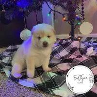 Kumo, a male Shiba Inu for sale in Lakeland, FL – Photo 1 of 3