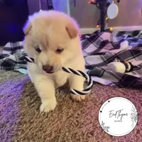 Kumo, a male Shiba Inu for sale in Lakeland, FL – Photo 2 of 3