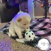 Kumo, a male Shiba Inu for sale in Lakeland, FL – Photo 3 of 3