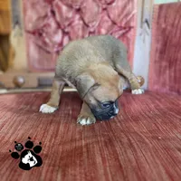 Laura AKC, a female Boxer for sale in Lakeland, FL – 3 of 3