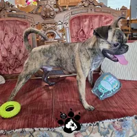 Sparky the Bugg, a male Boston Terrier and Pug for sale in Lakeland, FL – Photo 5 of 5