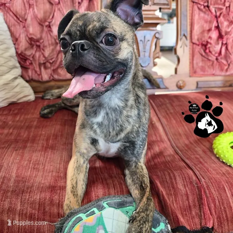 Sparky the Bugg – Boston Terrier, Pug puppy for sale in Lakeland, FL