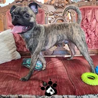 Sparky the Bugg, a male Boston Terrier and Pug for sale in Lakeland, FL – Photo 4 of 5