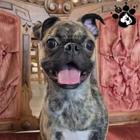 Sparky the Bugg, a male Boston Terrier and Pug for sale in Lakeland, FL – Photo 2 of 5