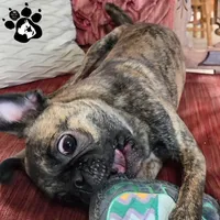 Sparky the Bugg, a male Boston Terrier and Pug for sale in Lakeland, FL – Photo 3 of 5