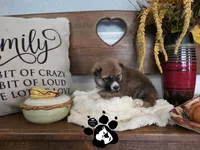 BamBam, a male Shiba Inu for sale in Lakeland, FL – 3 of 4