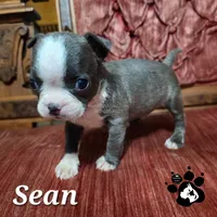 Sean, a male Boston Terrier for sale in Lakeland, FL – 2 of 3