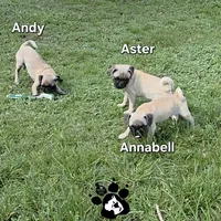 Annabell, a female Pug for sale in Lakeland, FL – 3 of 5