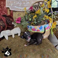 Shane , a  Bugg for sale in Lakeland, FL – Photo 4 of 5