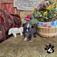 Shane , a  Bugg for sale in Lakeland, FL – Photo 3 of 5