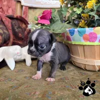 Shane , a  Bugg for sale in Lakeland, FL – Photo 5 of 5