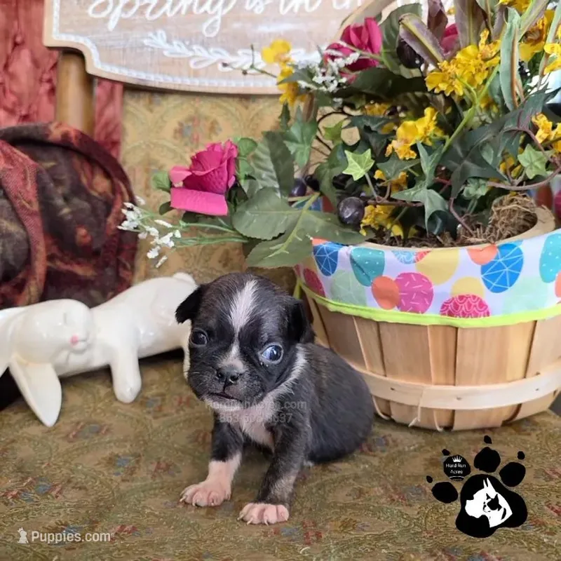 Shane  – Bugg puppy for sale in Lakeland, FL