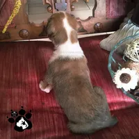 Rochelle AKC , a female Boxer for sale in Lakeland, FL – 2 of 4