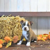 AKC Ava, a female Boston Terrier for sale in Lakeland, FL – Photo 4 of 4