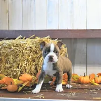 AKC Ava, a female Boston Terrier for sale in Lakeland, FL – Photo 1 of 4