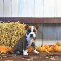 AKC Ava, a female Boston Terrier for sale in Lakeland, FL – Photo 2 of 4