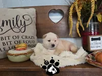 Bobby, a male Shiba Inu for sale in Lakeland, FL – 2 of 4