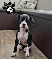 Reese, a female Boxer for sale in Lakeland, FL – Photo 1 of 3