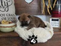 Becca, a female Shiba Inu for sale in Lakeland, FL – 1 of 4
