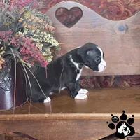 Pandora AKC Reverse Brindle, a female Boxer for sale in Lakeland, FL – 2 of 3