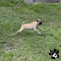 Andy, a male Pug for sale in Lakeland, FL – 3 of 6