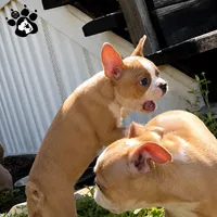 Kyle the boston AKC , a male Boston Terrier for sale in Lakeland, FL – 3 of 4